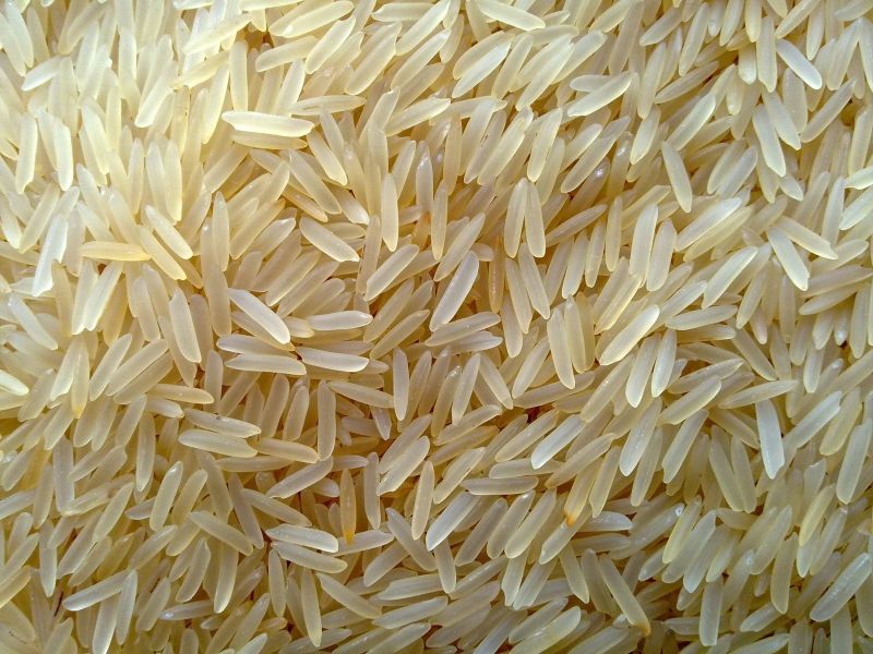 hkr-47-golden-sella-rice